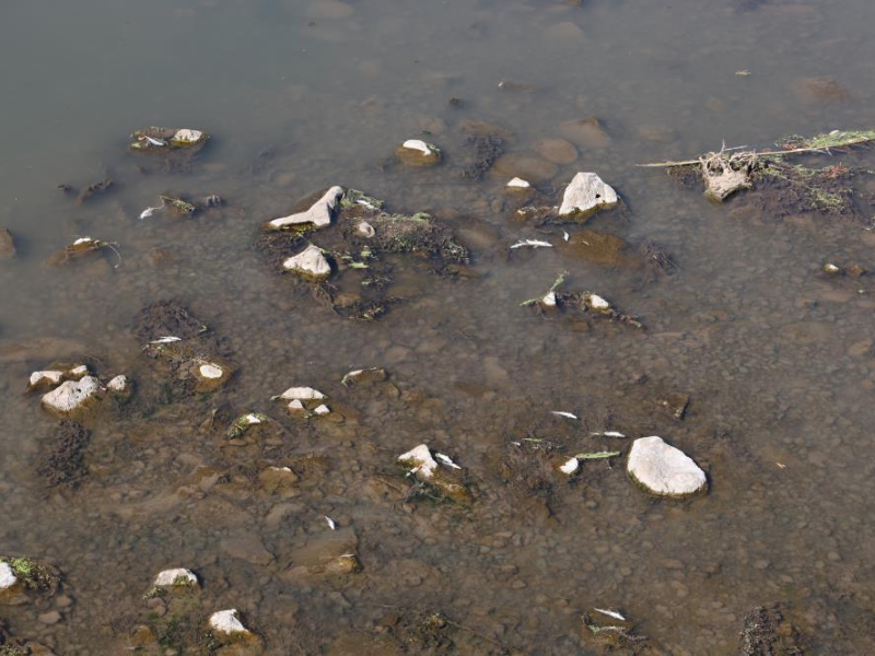 Dicle Nehri Tehlikede Kirlilik Ve Kuraklık Balık Ölümlerini Artırıyor (2)