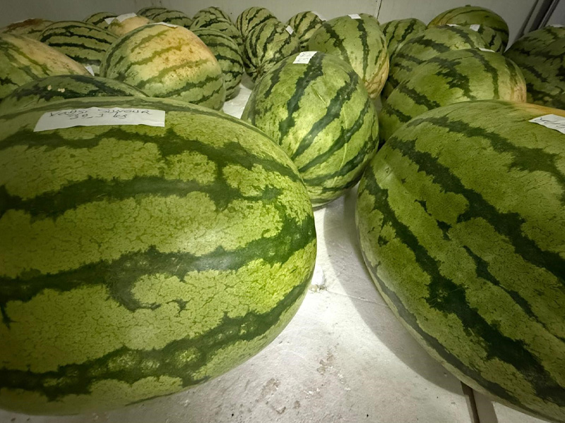 Diyarbakır Karpuz Yarışması Için Hazır2