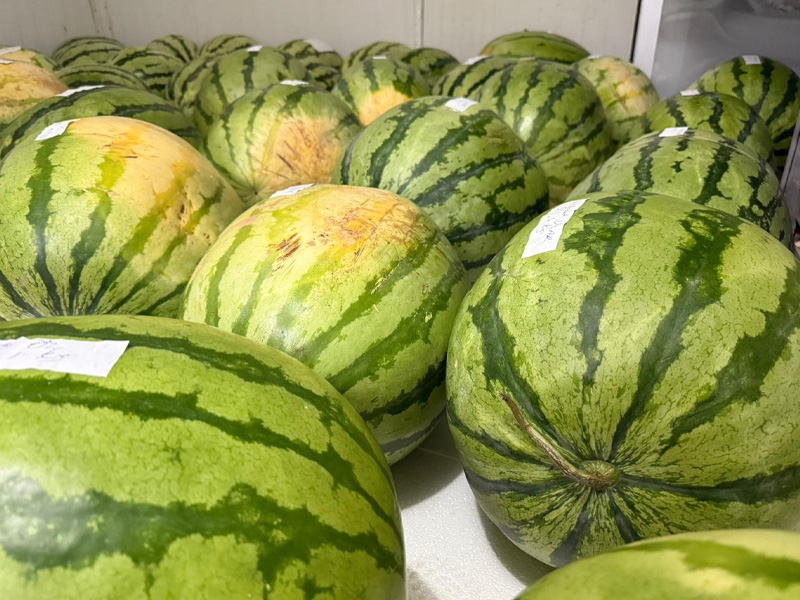 Diyarbakır Karpuz Yarışması Için Hazır3