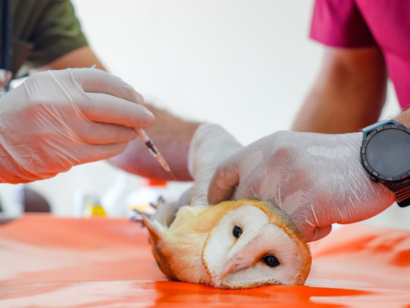 Diyarbakır’da 4 Yavru Baykuş Ölümden Döndü (4)