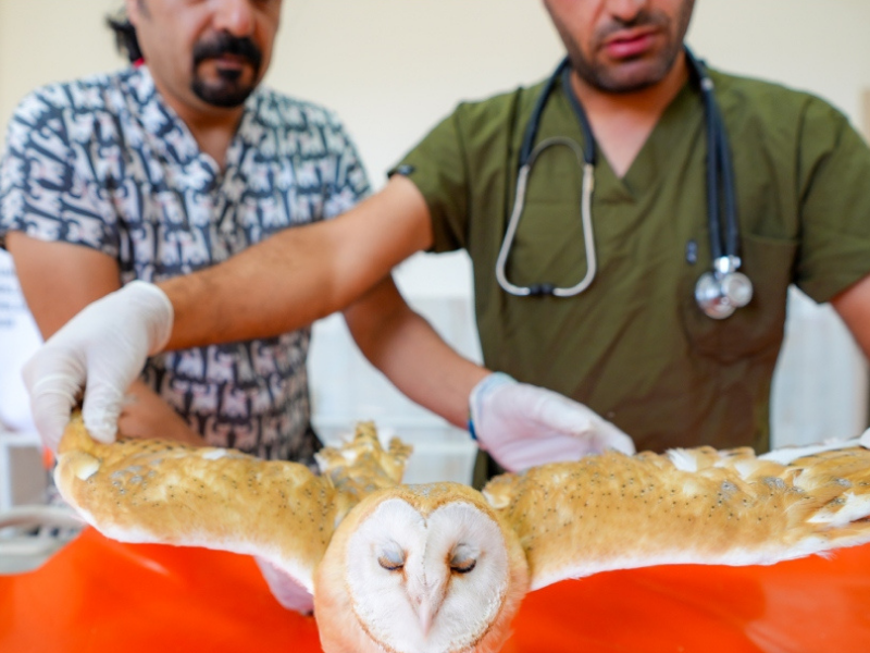 Diyarbakır’da 4 Yavru Baykuş Ölümden Döndü (5)