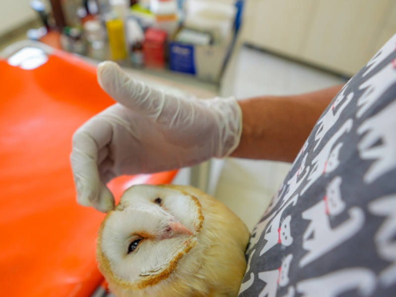 Diyarbakır’da 4 Yavru Baykuş Ölümden Döndü (6)