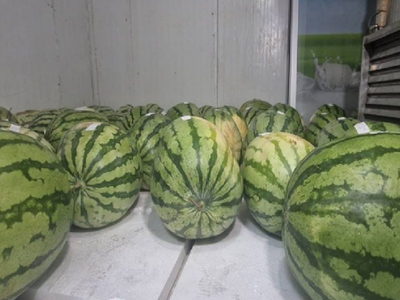 Diyarbakır’da Dev Karpuzlar Yarışmaya Hazır (1)