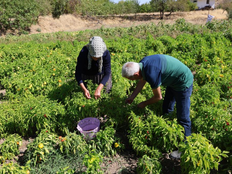 Diyarbakır’da Girişimci Kadın, Köyde Acı Ve Tatlıyı Buluşturdu (2)