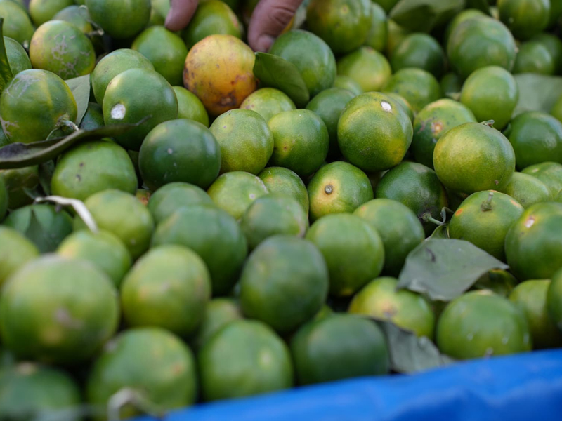 Diyarbakır’da Kışın Habercisi Mandalina Tezgahlarda4