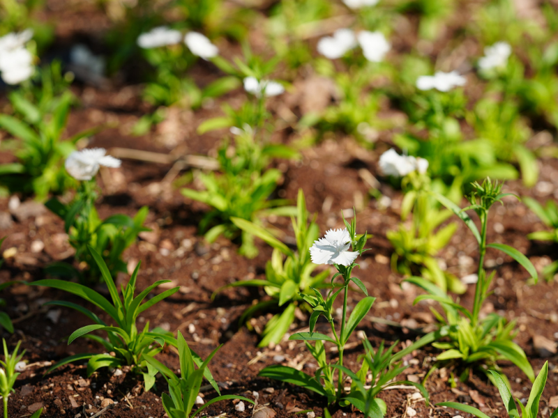 Diyarbakır’da Refüj Ve Kavşaklara 46 Bin Çin Karanfili (2)