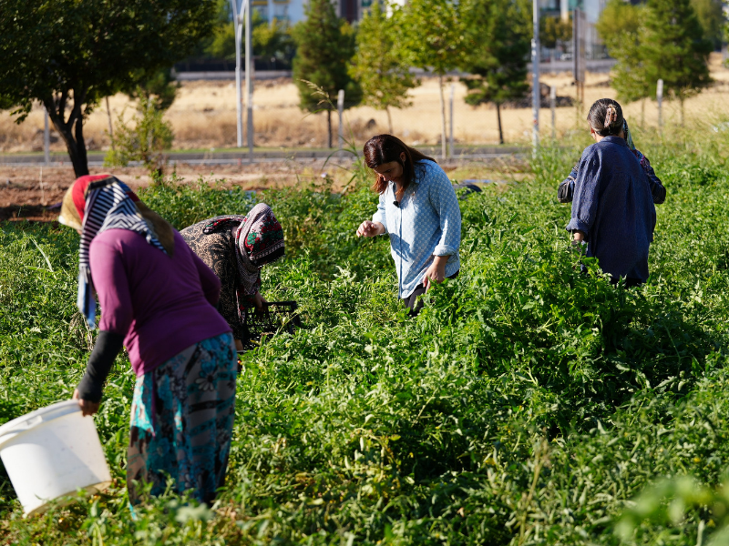 Diyarbakır’da Yerel Tohumlarla Ilk Sebze Hasadı Gerçekleşti (2)