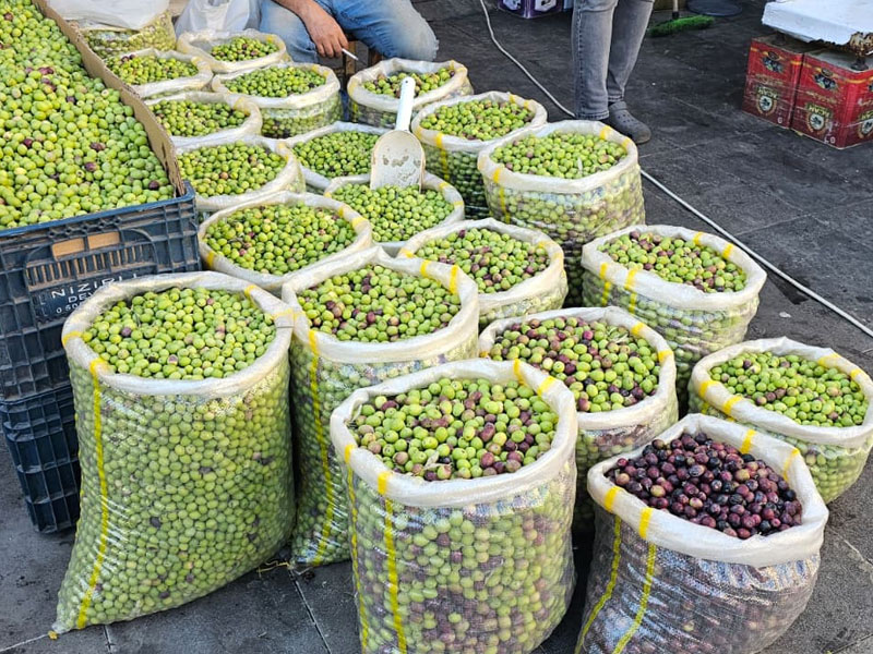 Diyarbakır’da Yeşil Zeytin Tezgahlarda Fiyatlar Cep Yakıyor3