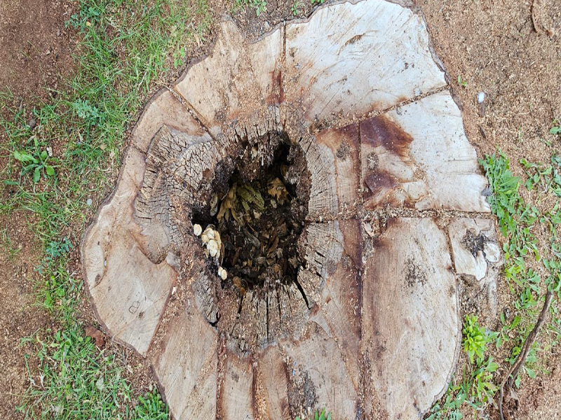 Diyarbakır’ın Ortasında Ağaç Katliamı6