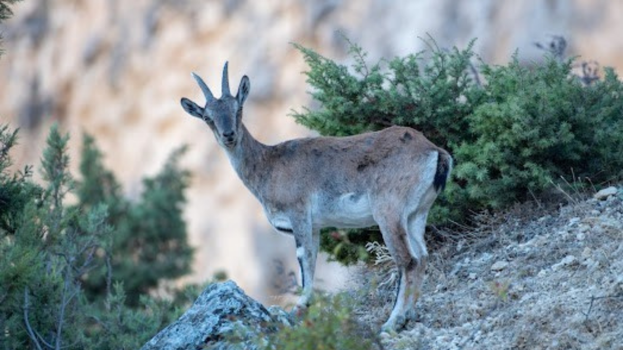 Koruma Altındaki Dağ Keçileri Drone Ile Görüntülendi (1)