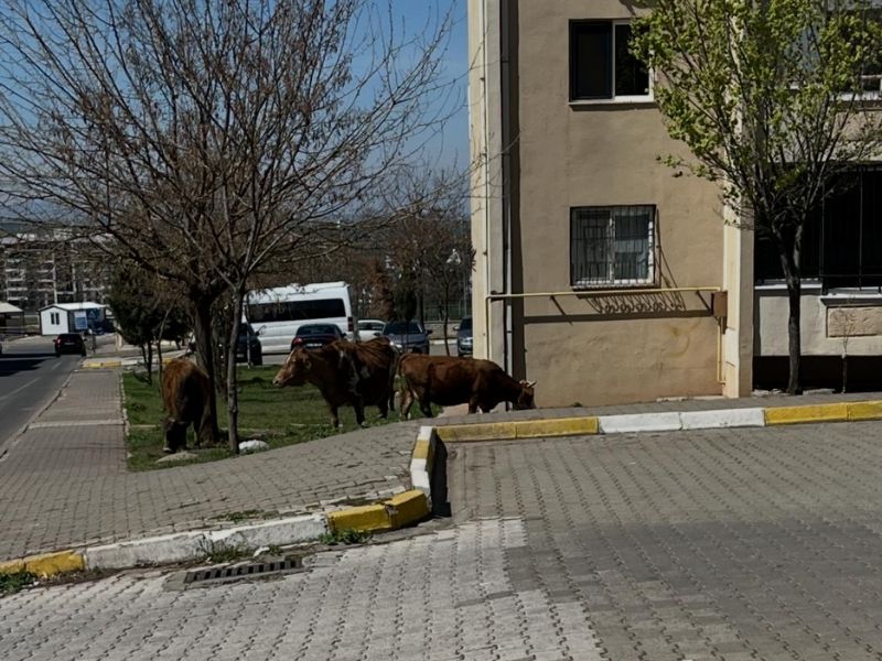 Diyarbakır’da asayiş ve köpek sorunu: Yurttaşlar tepkili4