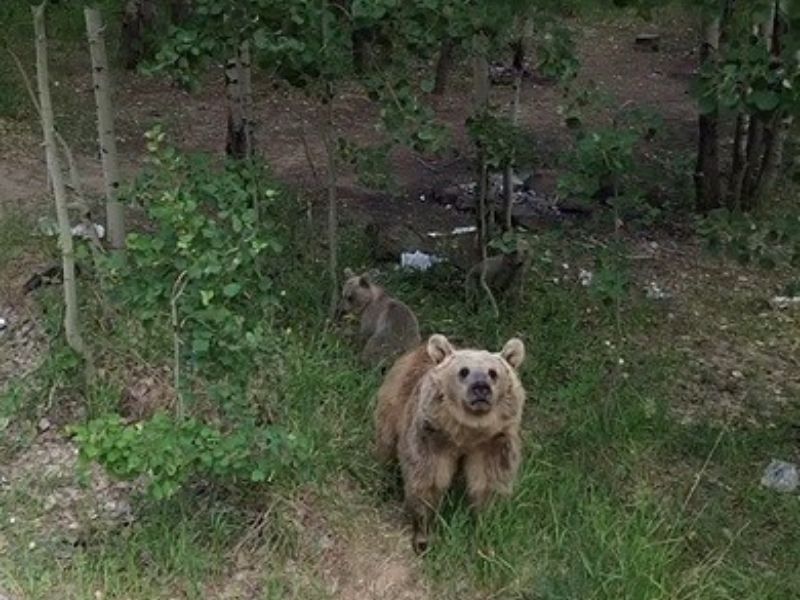 Ayıların Doğal Halleri Kamerada Kimi Izledi, Kimi Kaçtı2