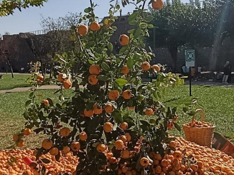 Diyarbakır Tezgahlarında Alıç Mevsimi Başladı (2)