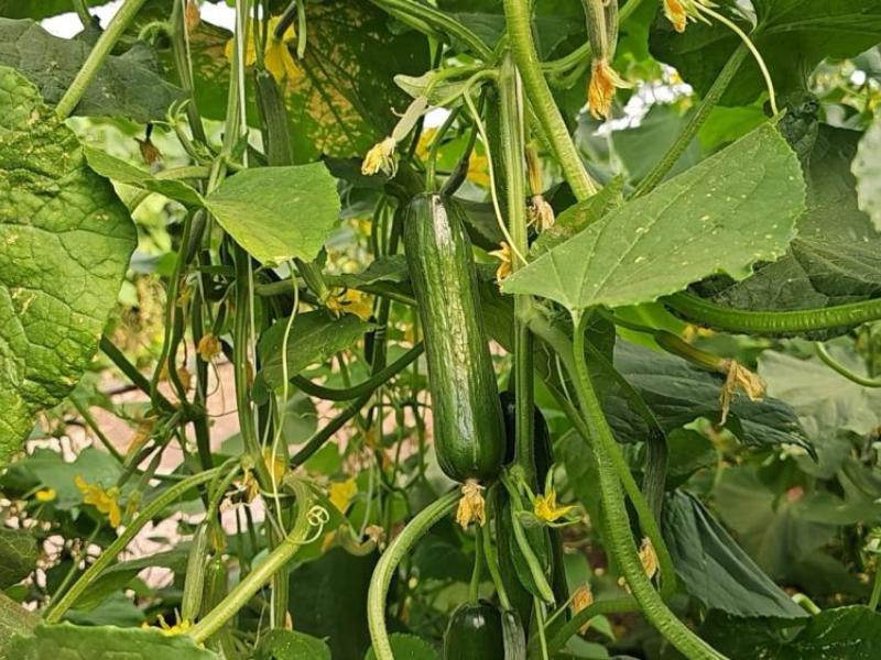 Diyarbakır’da Günlük 4 Ton Salatalık Üreten Sera Açıldı (2)