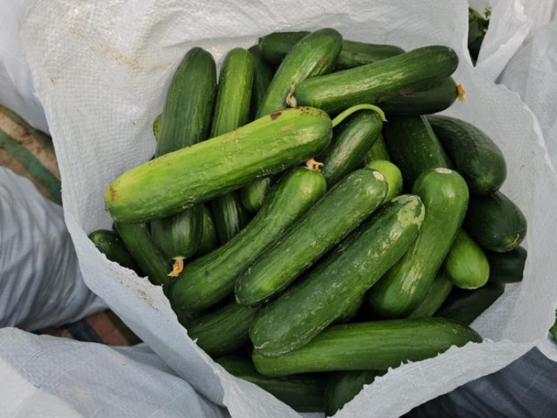 Diyarbakır’da Günlük 4 Ton Salatalık Üreten Sera Açıldı (3)