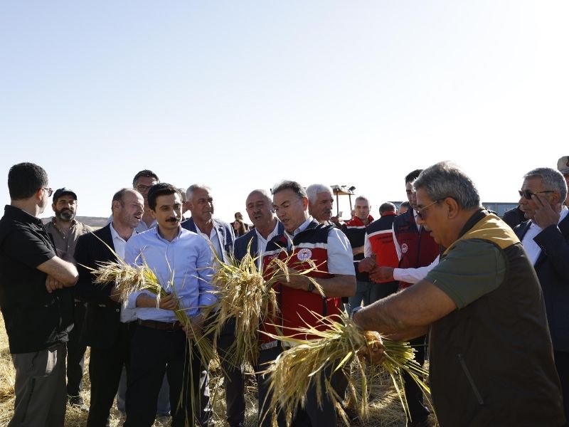 Diyarbakır'da Karacadağ Pirincinde Rekor