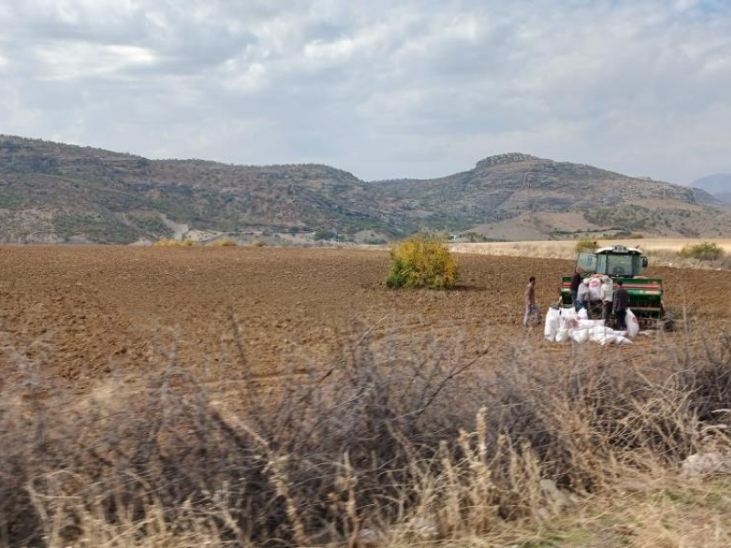 Diyarbakır’da Yağışlarla Birlikte Ekim Sezonu Başladı (2)