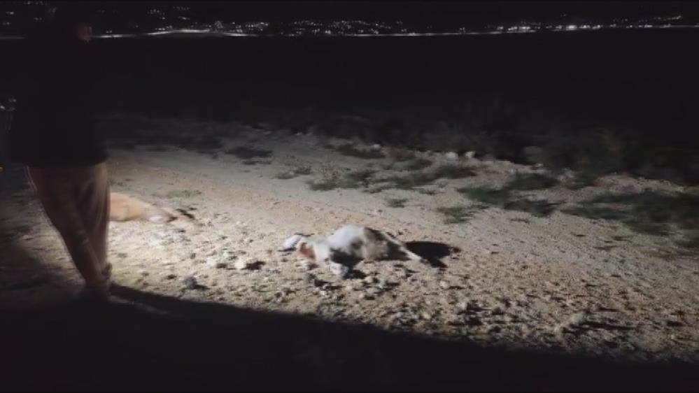 Karayolunda Korkunç Görüntüler Sürü Araçların Arasında Kaldı-1