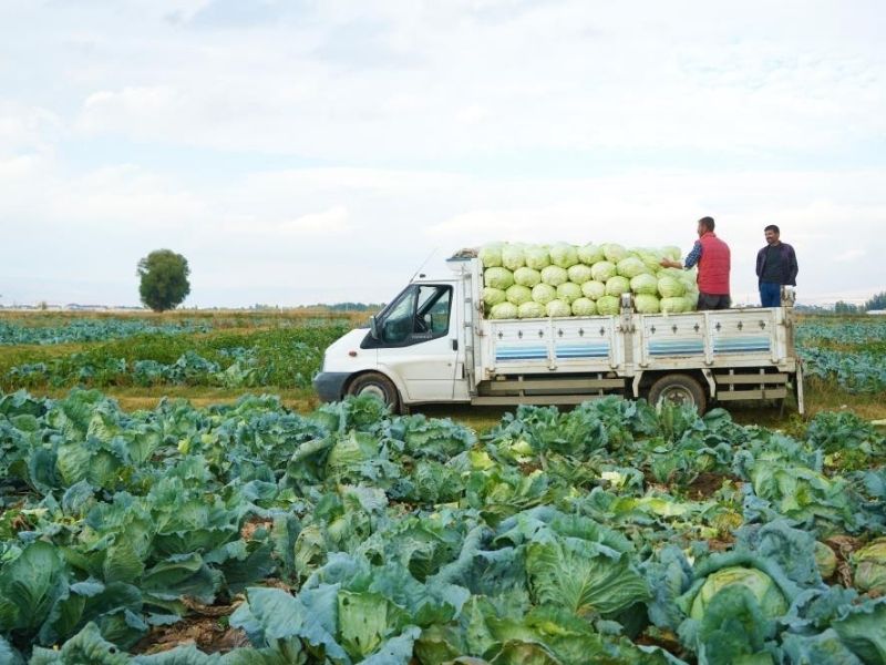 Muş Ovası’nda Lahana Bereketi Hedef 150 Milyon Lira2
