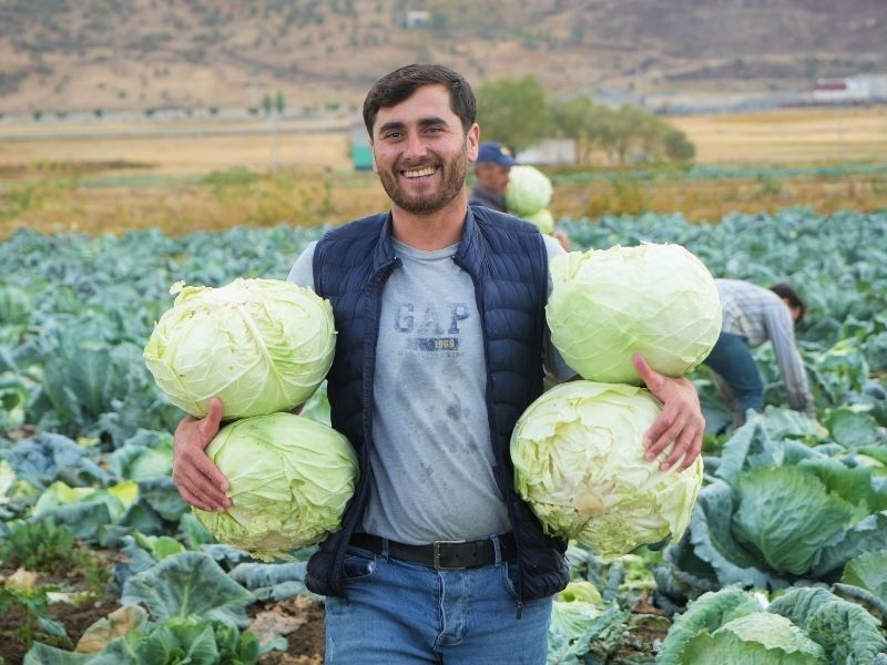 Muş Ovası’nda Lahana Bereketi Hedef 150 Milyon Lira88