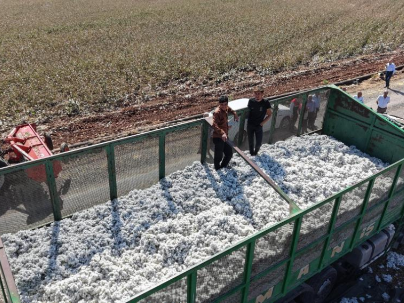 Pamuk Hasadı Başladı Rekolte 23 Bin 500 Ton (2)