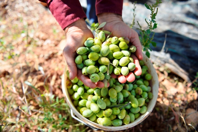Şifa Deposu Derik Zeytini Diyarbakır’da El Yakıyor (2)