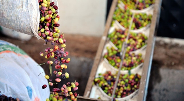 Şifa Deposu Derik Zeytini Diyarbakır’da El Yakıyor (3)