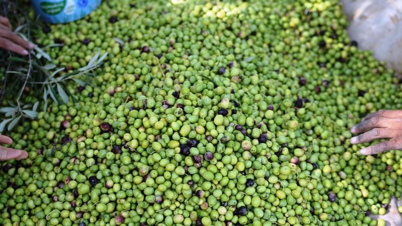 Şifa Deposu Derik Zeytini Diyarbakır’da El Yakıyor (4)