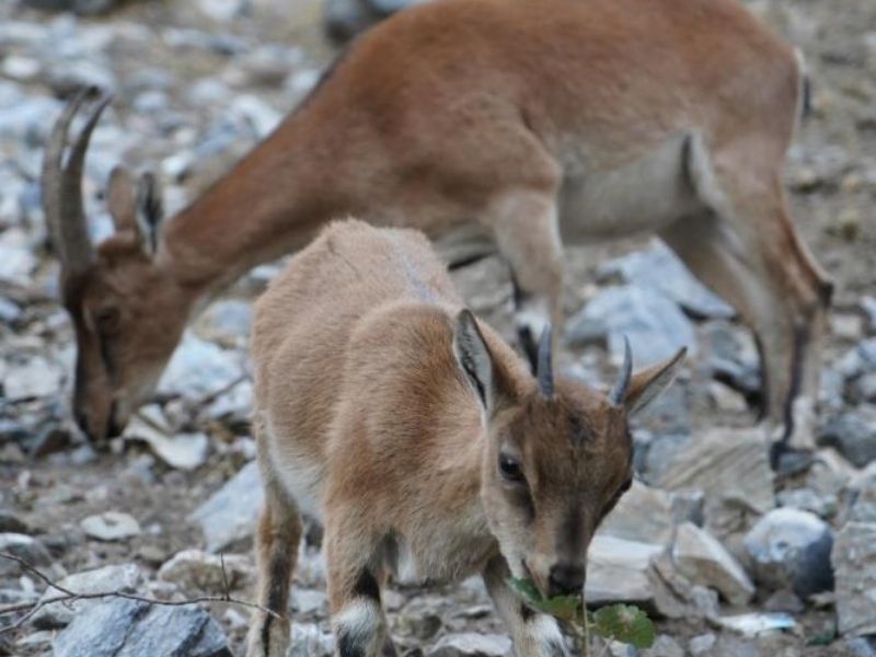 Yaban Keçileri Kartpostallık Görüntüler Oluşturdu1