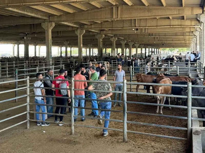 Aşılama Yüzde 92’Ye Ulaştı, Diyarbakır’da Hayvan Ticareti Başlıyor