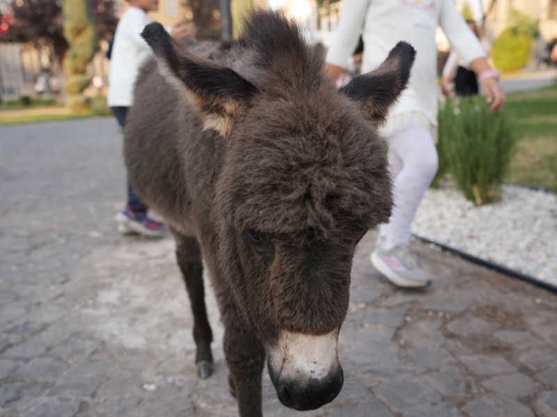 Diyarbakır Müzesi’nin Yeni Gözdesi4