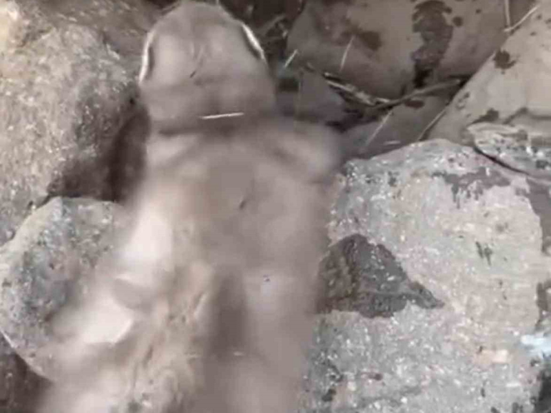 Diyarbakır’da Gelincik Tehlikesi Kuduz Riski Hatırlatıldı (2)