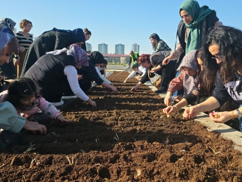 Diyarbakır’da Kadınlar 'Kırmızı Altın' Safranı Toprakla Buluşturdu (2)