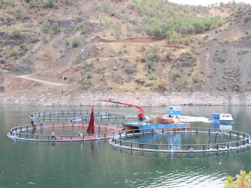 Diyarbakır’da “Mezopotamya Somonu” Dünyaya Açılıyor (3)