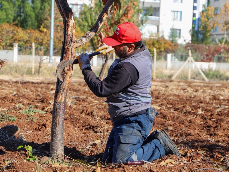 Diyarbakır’da Ağaçları Kurtarma Operasyonu (1)