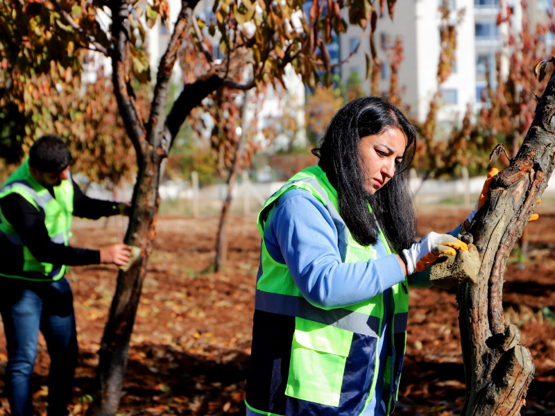 Diyarbakır’da Ağaçları Kurtarma Operasyonu (2)
