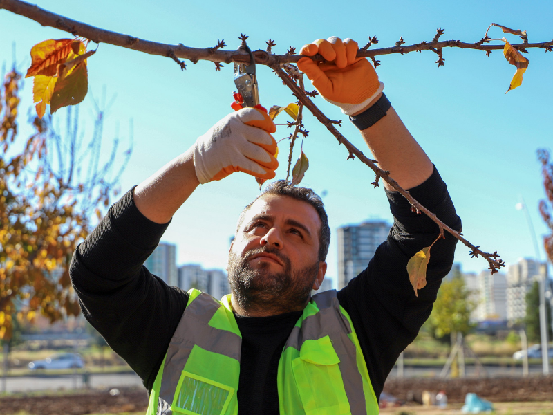 Diyarbakır’da Ağaçları Kurtarma Operasyonu (3)