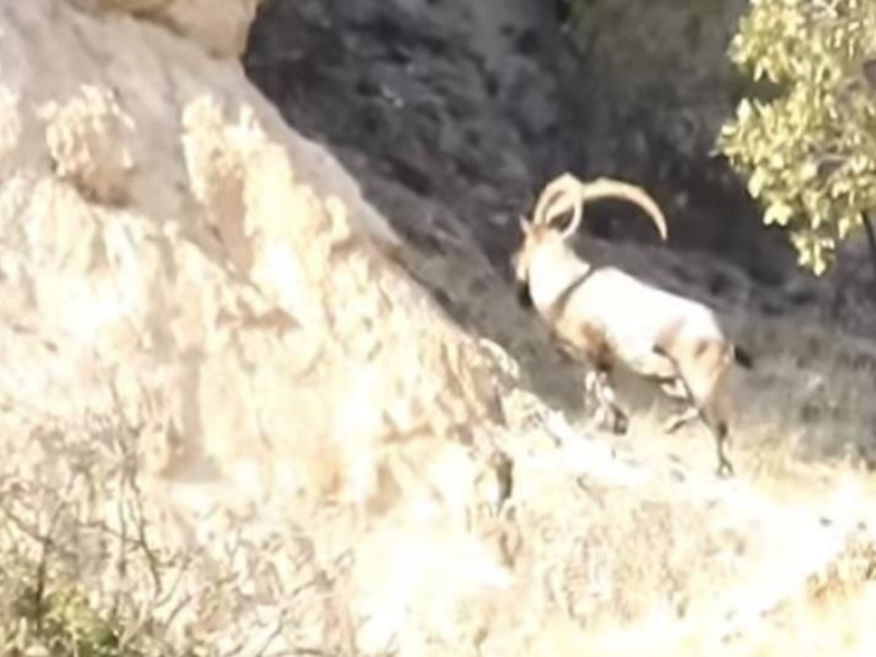 Diyarbakır’da Koruma Altındaki Keçiler Görüntülendi-1