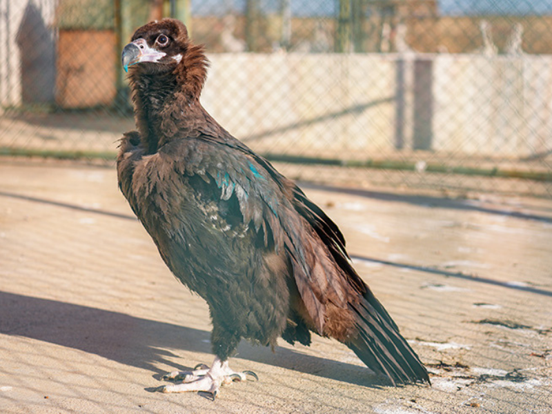 Diyarbakır’da Yaban Hayatına Silahlı Tehdit (1)