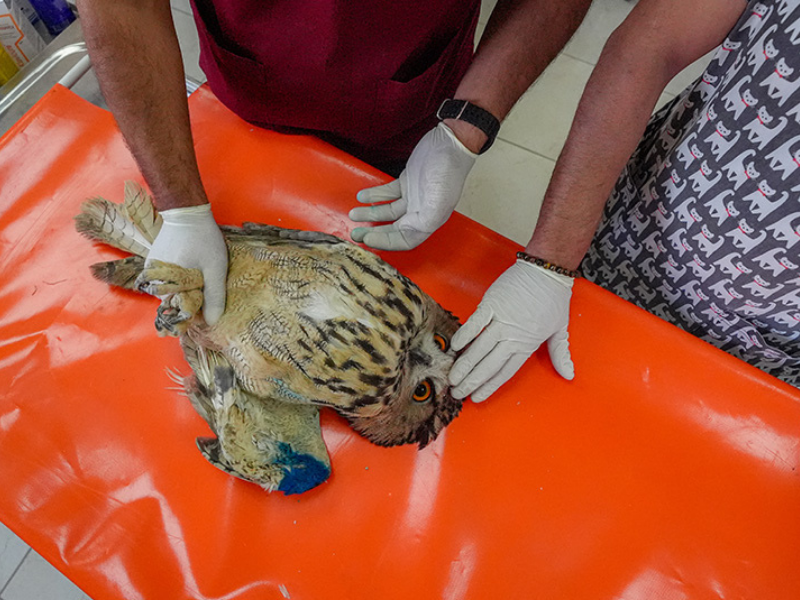 Diyarbakır’da Yaban Hayatına Silahlı Tehdit (2)