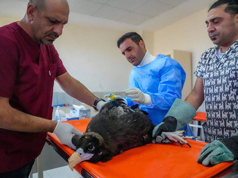 Diyarbakır’da Yaban Hayatına Silahlı Tehdit (3)