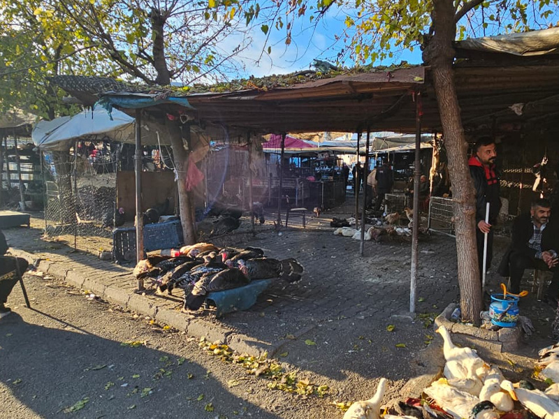 Diyarbakır’da Yılbaşı Öncesi Hindi Pazarı Hareketliliğ4
