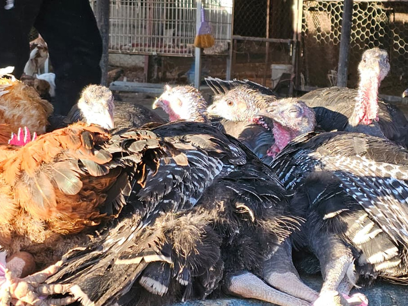 Diyarbakır’da Yılbaşı Öncesi Hindi Pazarı Hareketliliğ5