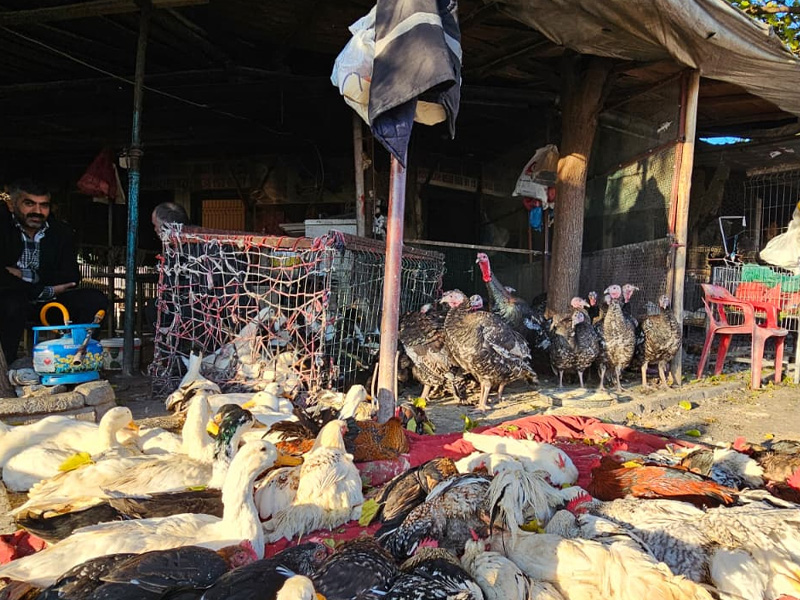 Diyarbakır’da Yılbaşı Öncesi Hindi Pazarı Hareketliliğ6