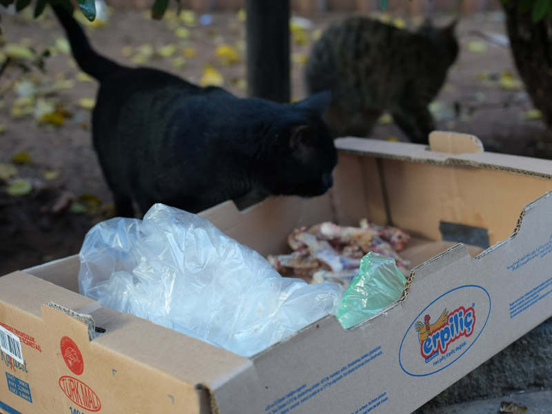 Diyarbakır’daki Çaycı 30 Yıldır Çalıştığı Duraktaki Kedileri Besliyor5