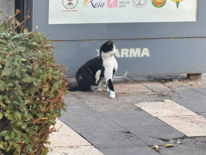 Diyarbakır’daki Çaycı 30 Yıldır Çalıştığı Duraktaki Kedileri Besliyor6