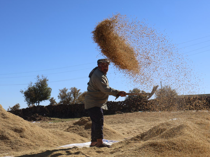 Diyarbakır’dan Dünya Sofralarına Açılan Lezzet Karacadağ Pirinci3