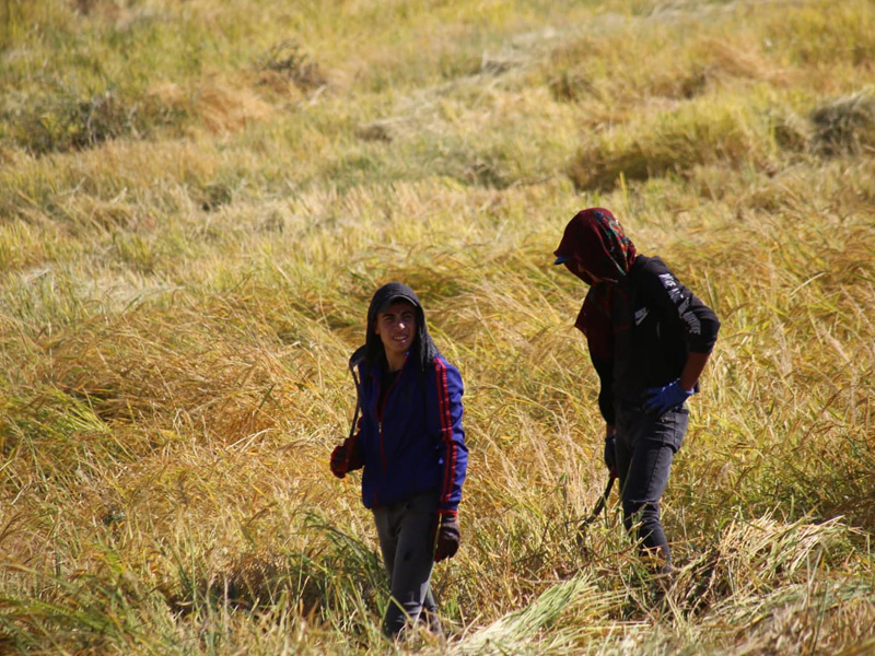 Diyarbakır’dan Dünya Sofralarına Açılan Lezzet Karacadağ Pirinci5
