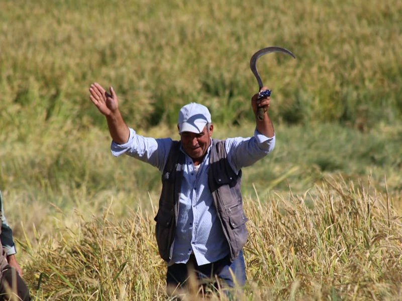 Diyarbakır’dan Dünya Sofralarına Açılan Lezzet Karacadağ Pirinci6