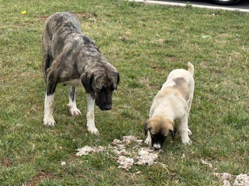 Diyarbakırlı Vatandaştan Sokak Hayvanlarına Büyük Fedakarlık (1)